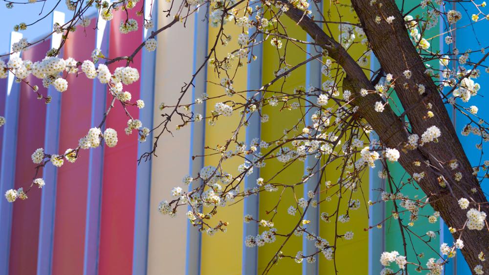 春树特写，背景是色彩斑斓的建筑